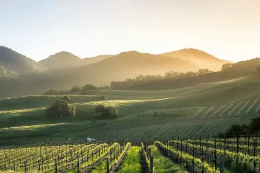 Virginia Vineyards: Navigating Real Estate in the Wine Industry with Aquino Baron Consulting