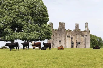 Irish castles (3)